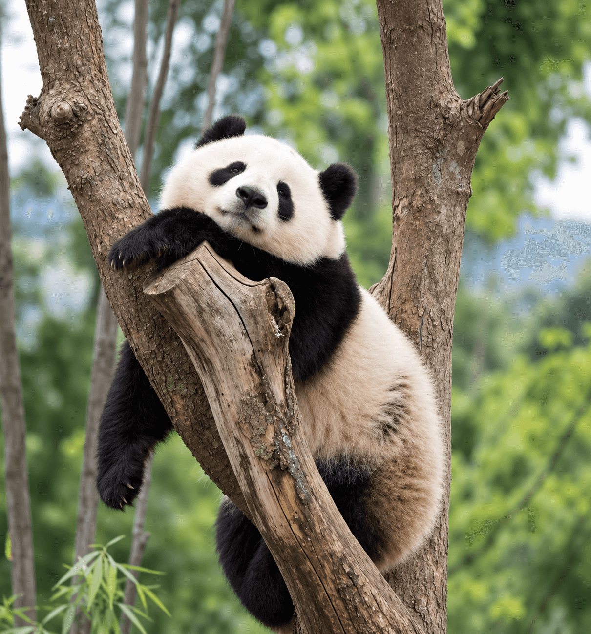 Sichuan