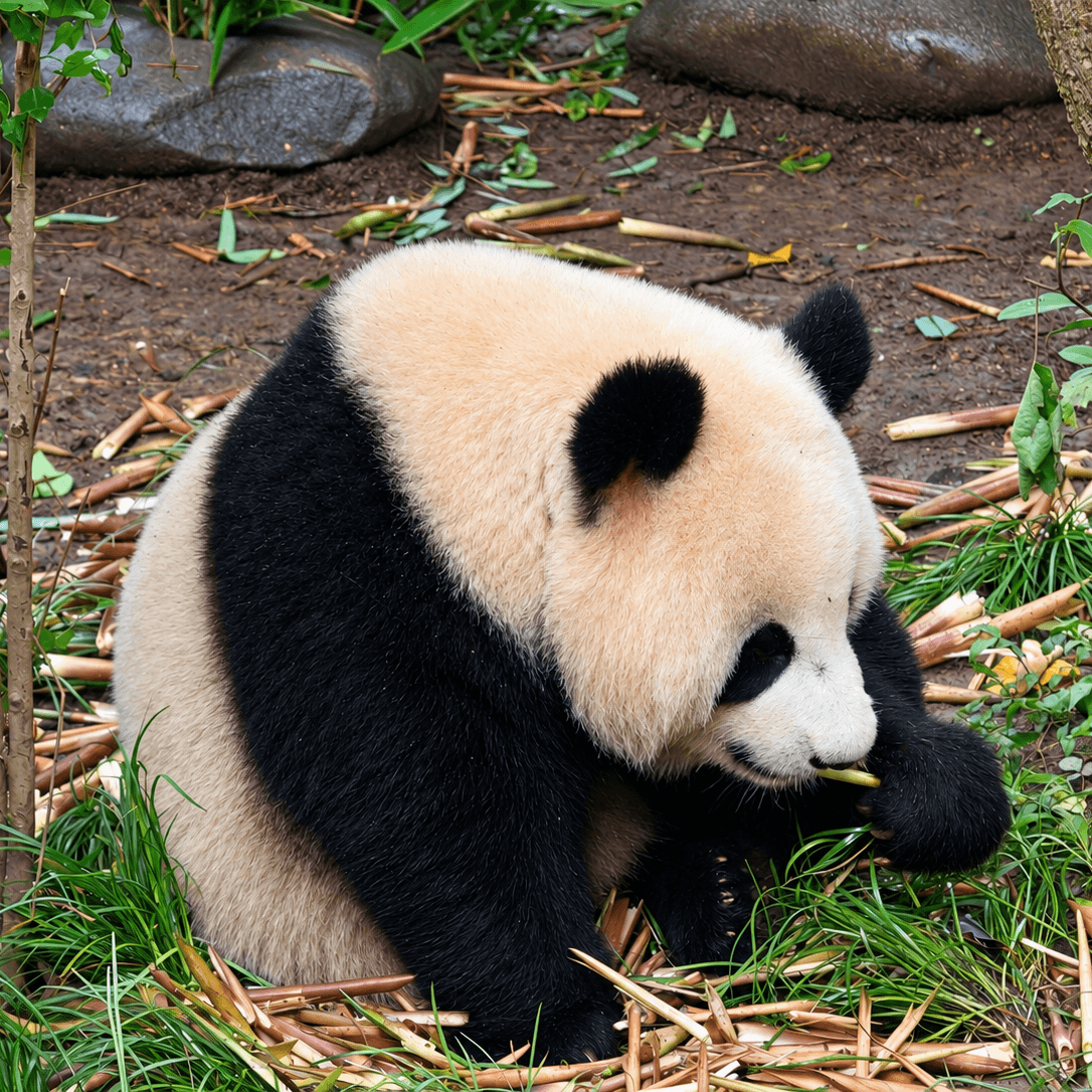 Chengdu