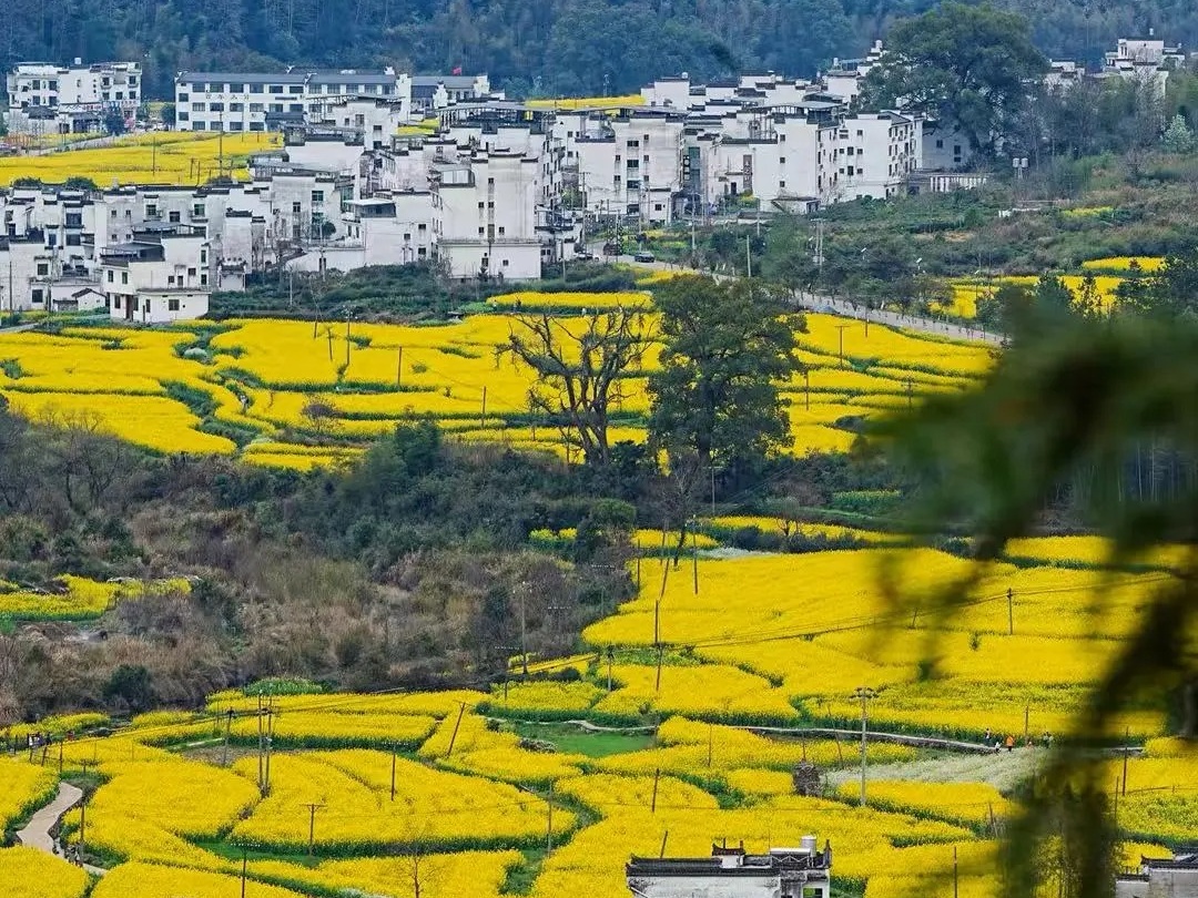 PHOTO 04|建议画面:江西婺源江岭早春油菜花梯田与白墙黛瓦村落,按当年花期拍摄|建议尺寸:1200×800 image_1792219873_Zv611kgC.jpg
